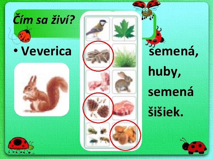 Čím sa živí? • Veverica semená, huby, semená šišiek. 