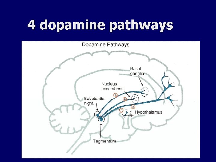 4 dopamine pathways 4 dopamine pathways