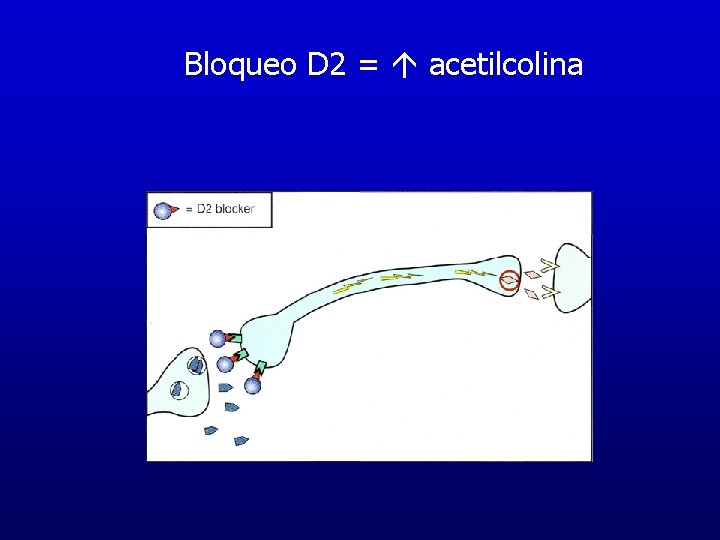 Bloqueo D 2 = acetilcolina Bloqueo D 2 = acetilcolina