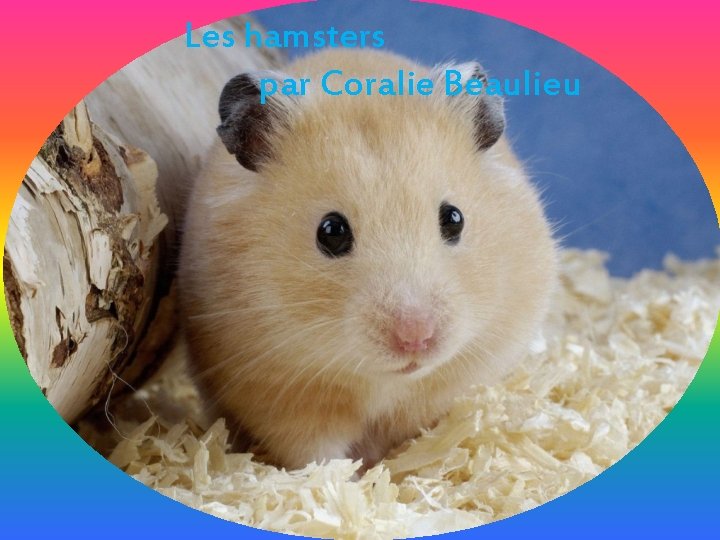 Les hamsters par Coralie Beaulieu 