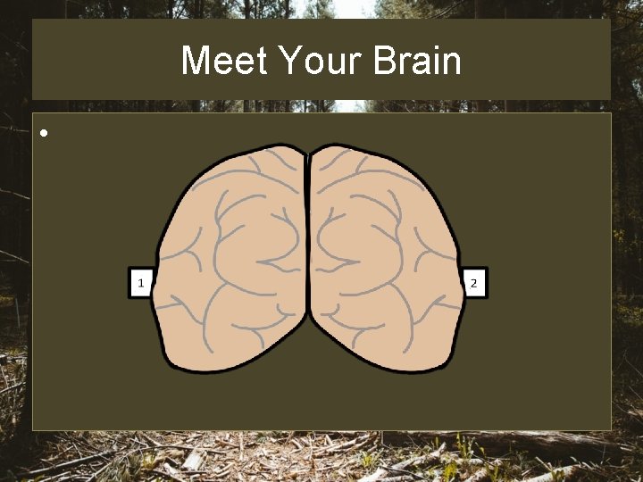 Meet Your Brain • 