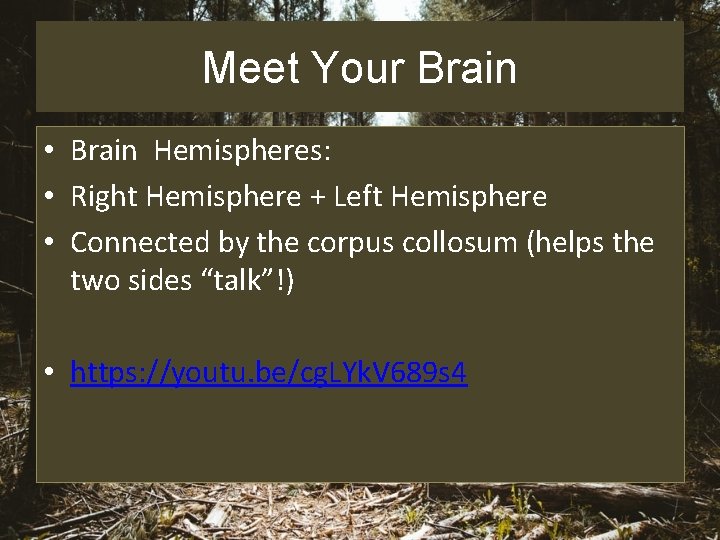Meet Your Brain • Brain Hemispheres: • Right Hemisphere + Left Hemisphere • Connected