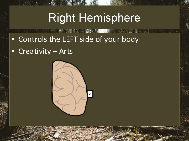 Right Hemisphere • Controls the LEFT side of your body • Creativity + Arts