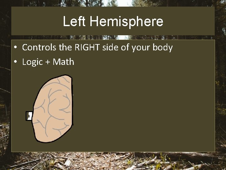 Left Hemisphere • Controls the RIGHT side of your body • Logic + Math