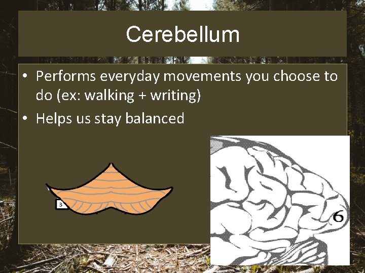 Cerebellum • Performs everyday movements you choose to do (ex: walking + writing) •