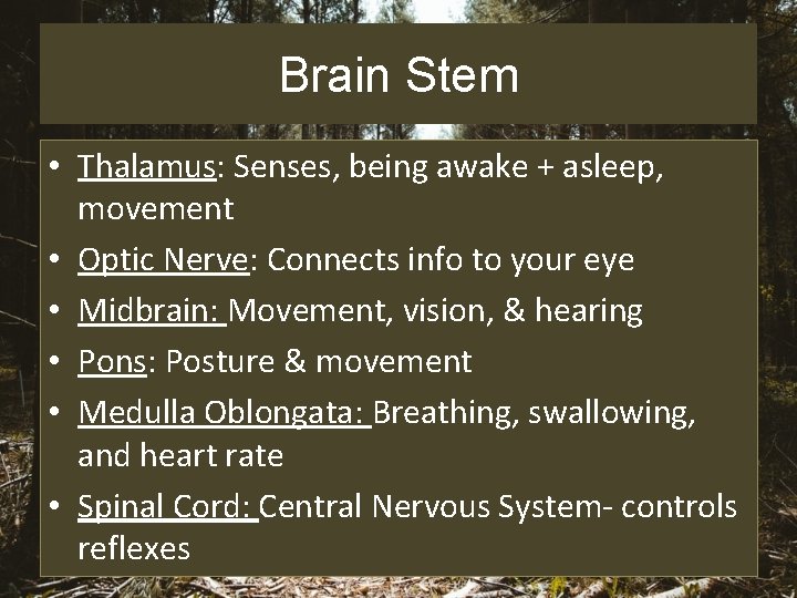 Brain Stem • Thalamus: Senses, being awake + asleep, movement • Optic Nerve: Connects