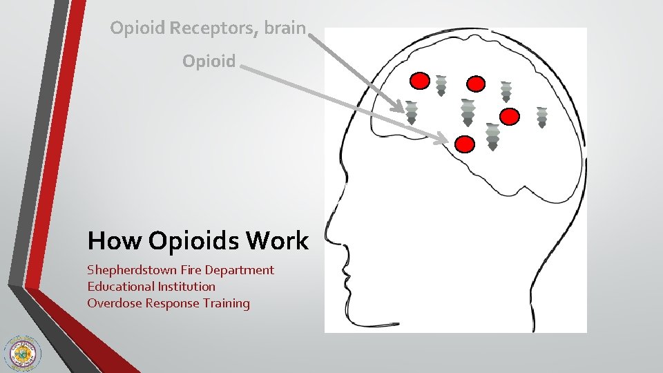 Opioid Receptors, brain Opioid How Opioids Work Shepherdstown Fire Department Educational Institution Overdose Response