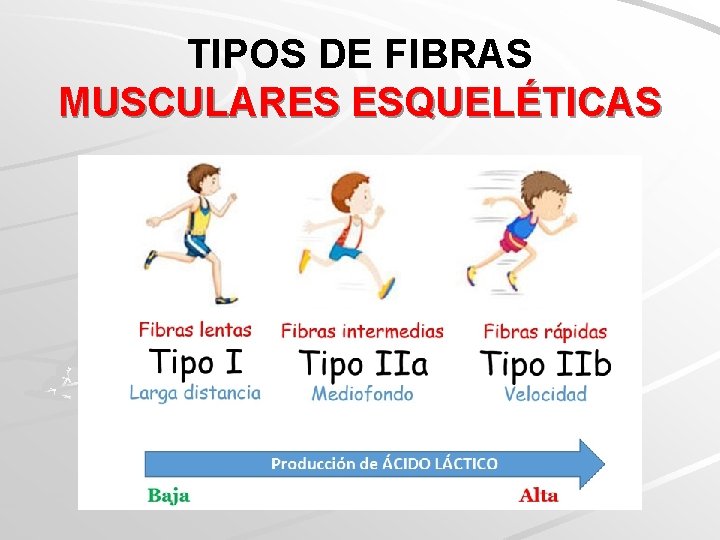 TIPOS DE FIBRAS MUSCULARES ESQUELÉTICAS 