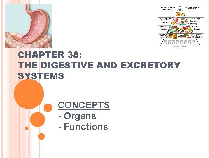 CHAPTER 38: THE DIGESTIVE AND EXCRETORY SYSTEMS CONCEPTS - Organs - Functions 