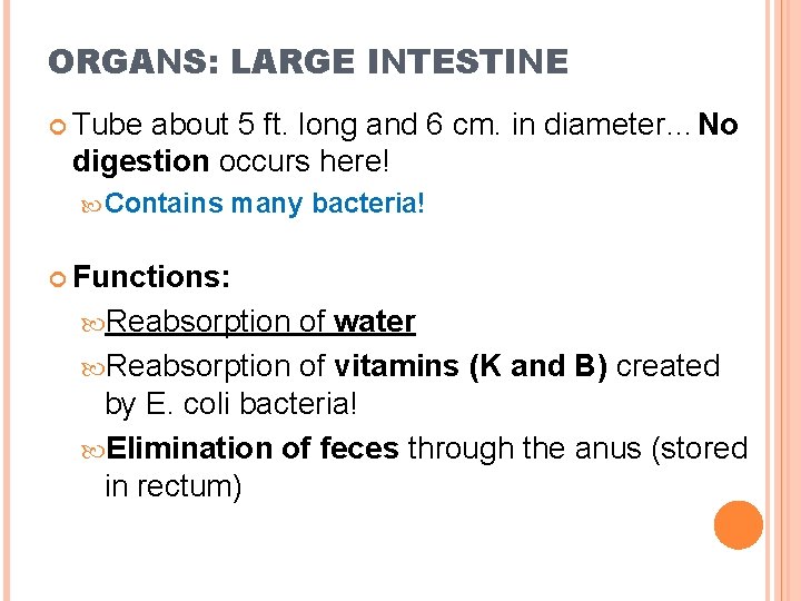 ORGANS: LARGE INTESTINE Tube about 5 ft. long and 6 cm. in diameter…No digestion