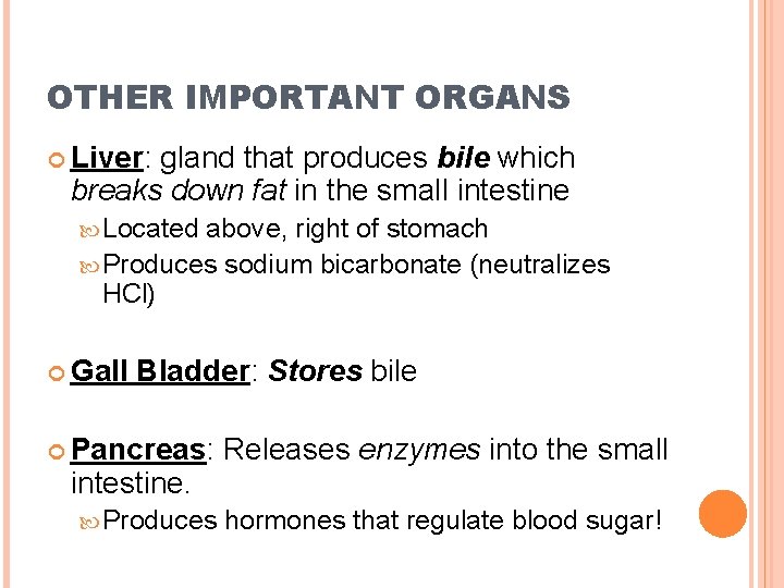 OTHER IMPORTANT ORGANS Liver: gland that produces bile which breaks down fat in the