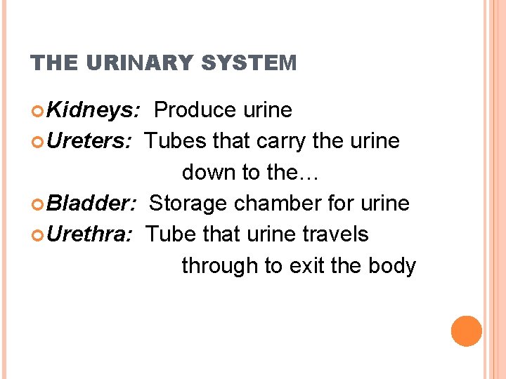 THE URINARY SYSTEM Kidneys: Produce urine Ureters: Tubes that carry the urine down to