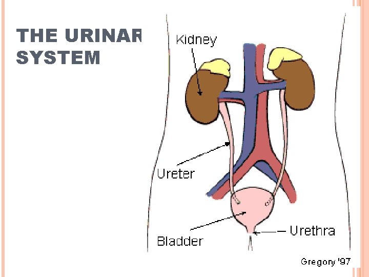 THE URINARY SYSTEM 