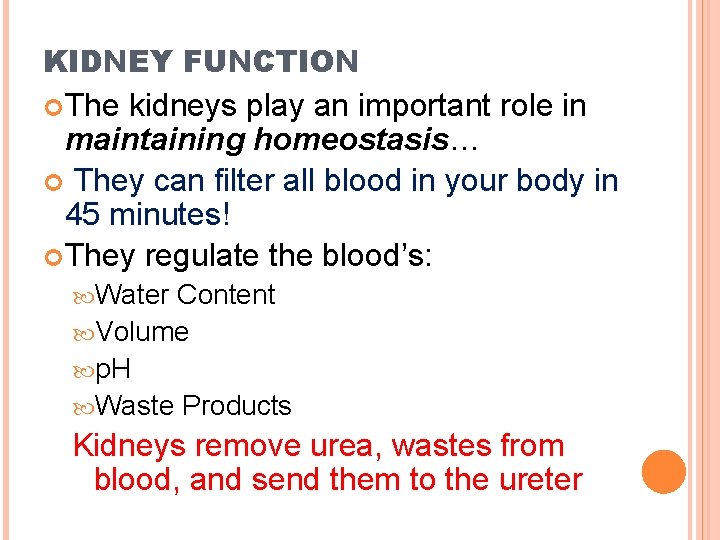 KIDNEY FUNCTION The kidneys play an important role in maintaining homeostasis… They can filter