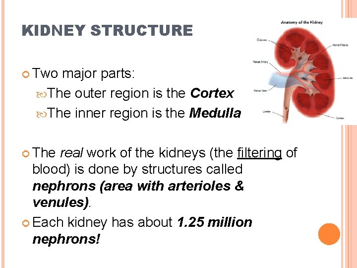 KIDNEY STRUCTURE Two major parts: The outer region is the Cortex The inner region