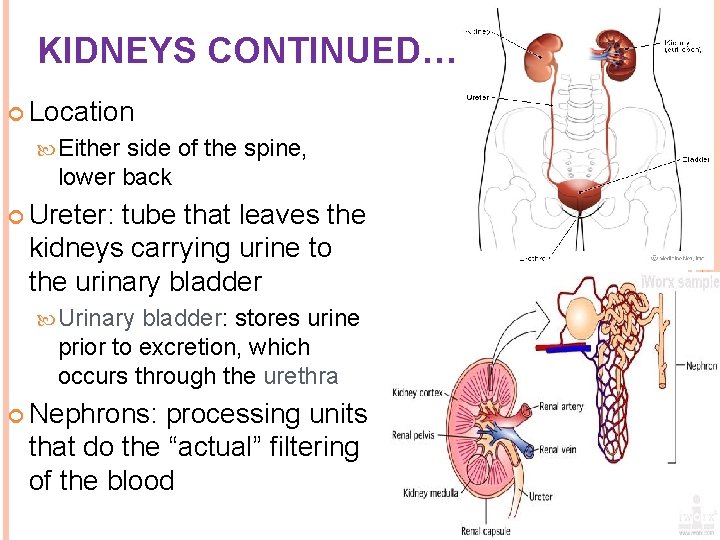 KIDNEYS CONTINUED… Location Either side of the spine, lower back Ureter: tube that leaves