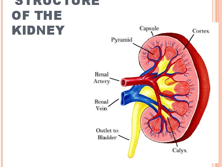 STRUCTURE OF THE KIDNEY 