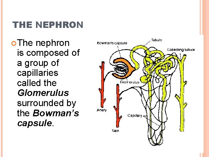 THE NEPHRON The nephron is composed of a group of capillaries called the Glomerulus