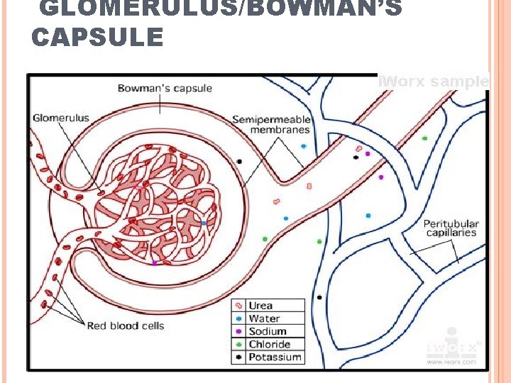 GLOMERULUS/BOWMAN’S CAPSULE 