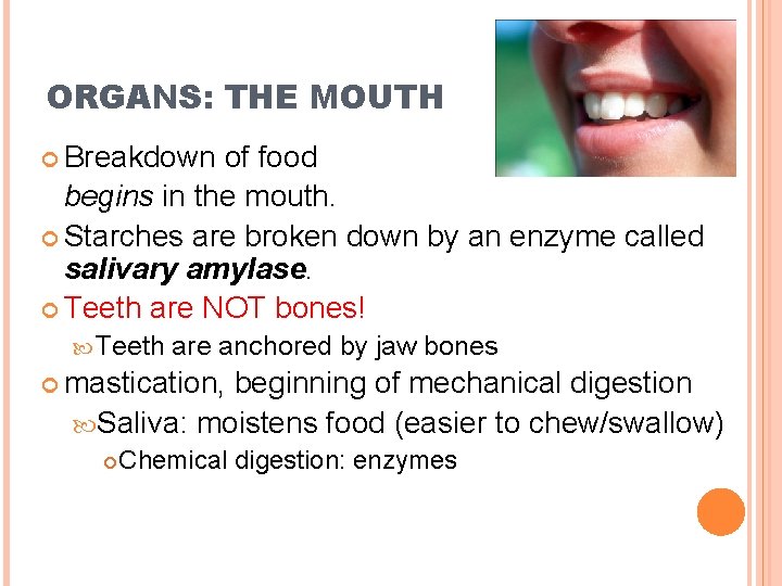 ORGANS: THE MOUTH Breakdown of food begins in the mouth. Starches are broken down