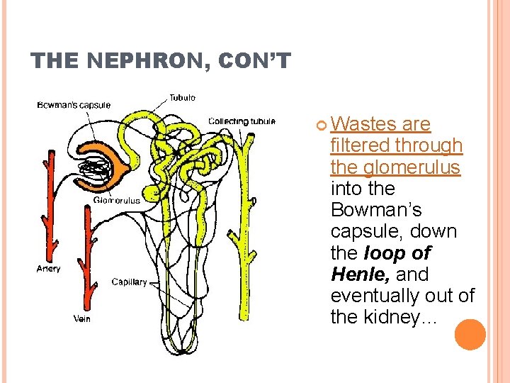 THE NEPHRON, CON’T Wastes are filtered through the glomerulus into the Bowman’s capsule, down