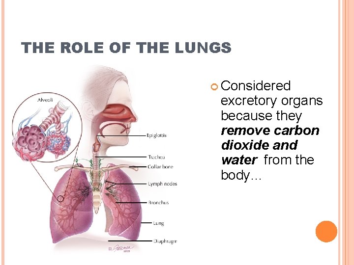 THE ROLE OF THE LUNGS Considered excretory organs because they remove carbon dioxide and