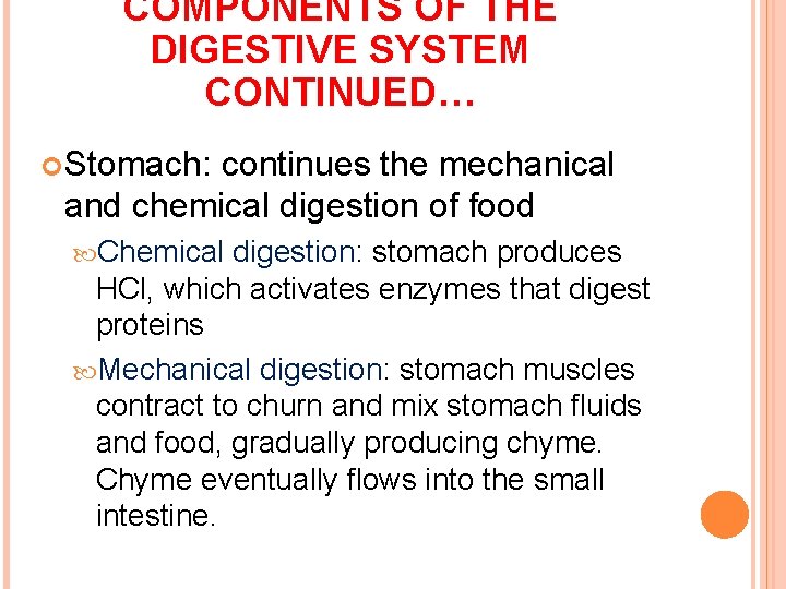COMPONENTS OF THE DIGESTIVE SYSTEM CONTINUED… Stomach: continues the mechanical and chemical digestion of