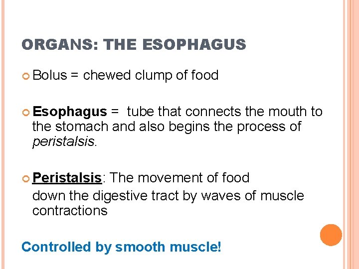 ORGANS: THE ESOPHAGUS Bolus = chewed clump of food Esophagus = tube that connects