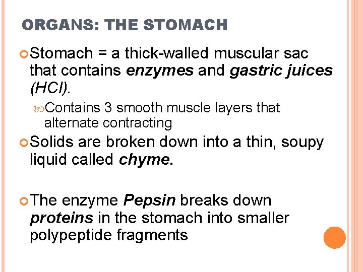 ORGANS: THE STOMACH Stomach = a thick-walled muscular sac that contains enzymes and gastric