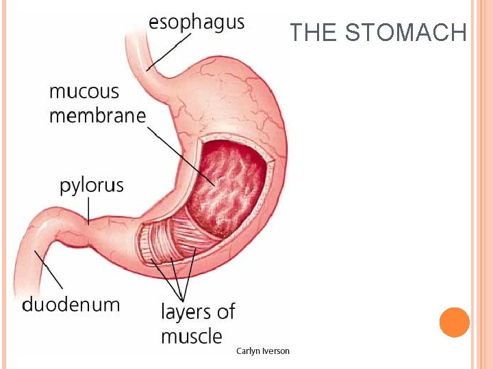 THE STOMACH 