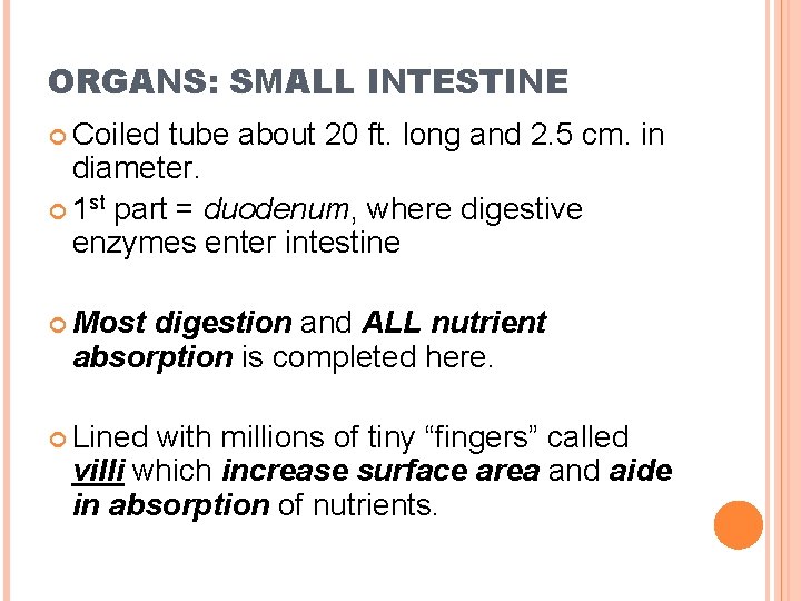 ORGANS: SMALL INTESTINE Coiled tube about 20 ft. long and 2. 5 cm. in