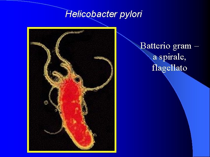 Helicobacter pylori Batterio gram – a spirale, flagellato 
