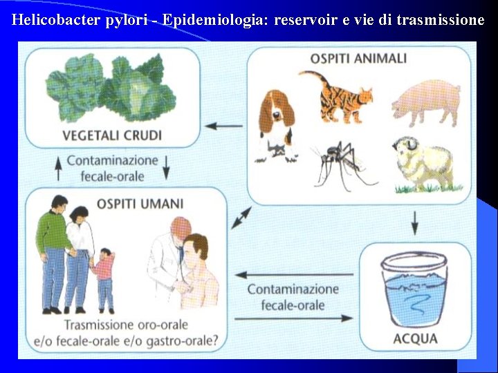Helicobacter pylori - Epidemiologia: reservoir e vie di trasmissione 