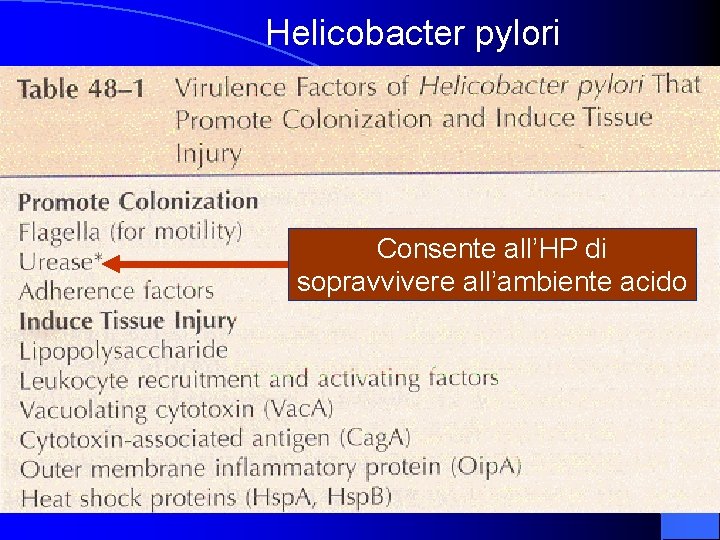 Helicobacter pylori Consente all’HP di sopravvivere all’ambiente acido 