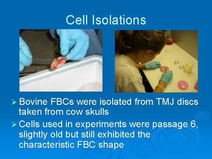 Cell Isolations Ø Bovine FBCs were isolated from TMJ discs taken from cow skulls