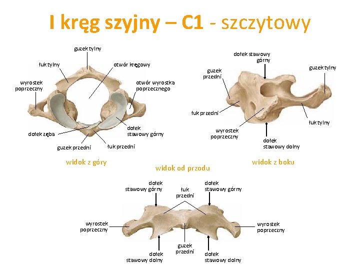 koci-tuowia-szkielet-tuowia-klatka-piersiowa-ebra-mostek