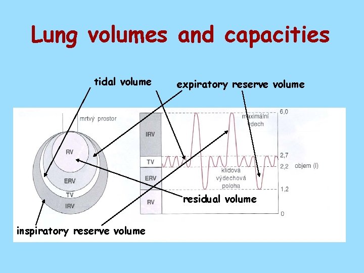 Lung volumes and capacities tidal volume expiratory reserve volume residual volume inspiratory reserve volume