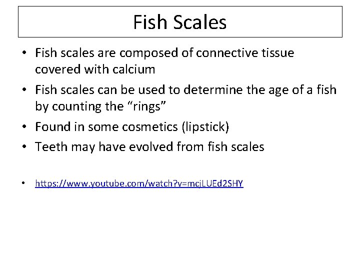 Fish Scales • Fish scales are composed of connective tissue covered with calcium •