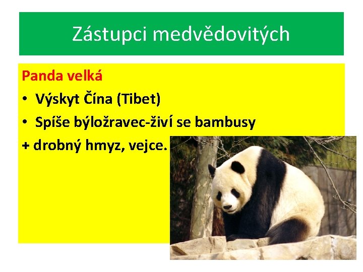 Zástupci medvědovitých Panda velká • Výskyt Čína (Tibet) • Spíše býložravec-živí se bambusy +