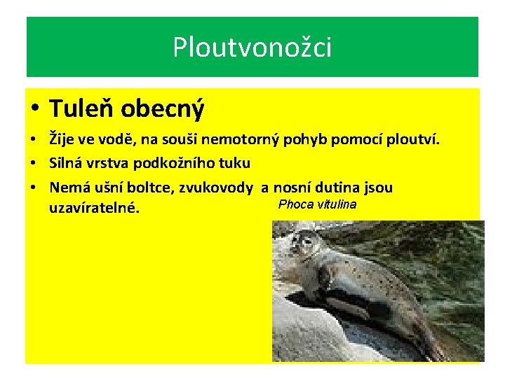 Ploutvonožci • Tuleň obecný • Žije ve vodě, na souši nemotorný pohyb pomocí ploutví.