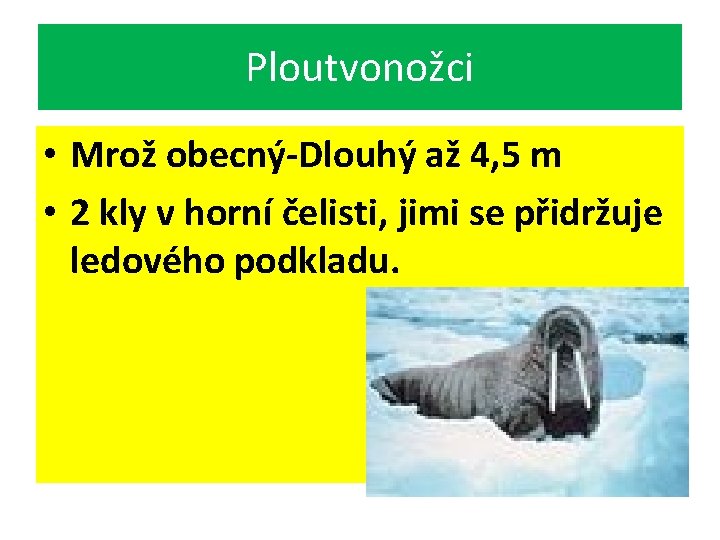 Ploutvonožci • Mrož obecný-Dlouhý až 4, 5 m • 2 kly v horní čelisti,