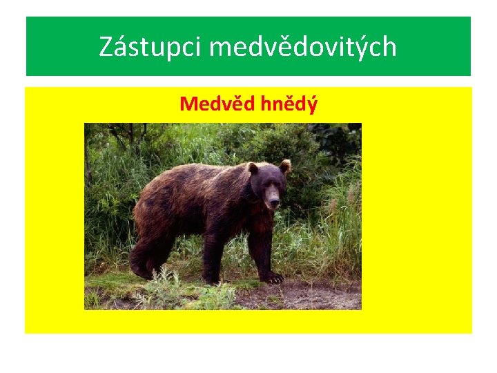 Zástupci medvědovitých Medvěd hnědý 