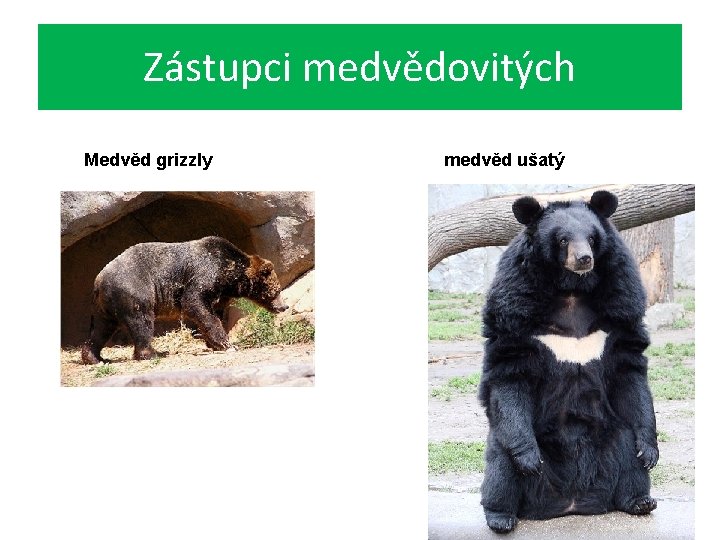 Zástupci medvědovitých Medvěd grizzly medvěd ušatý 