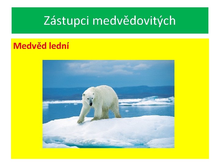 Zástupci medvědovitých Medvěd lední 