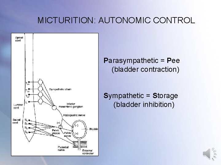 MICTURITION: AUTONOMIC CONTROL Parasympathetic = Pee (bladder contraction) Sympathetic = Storage (bladder inhibition) MICTURITION: AUTONOMIC CONTROL Parasympathetic = Pee (bladder contraction) Sympathetic = Storage (bladder inhibition)
