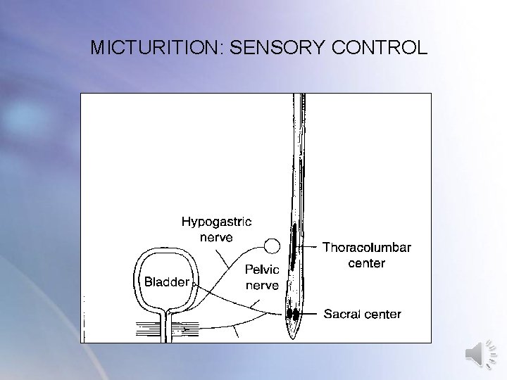 MICTURITION: SENSORY CONTROL MICTURITION: SENSORY CONTROL