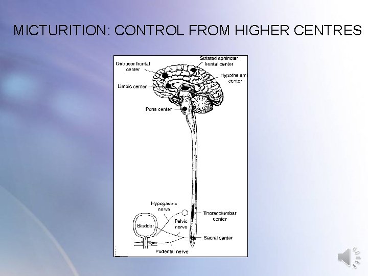 MICTURITION: CONTROL FROM HIGHER CENTRES MICTURITION: CONTROL FROM HIGHER CENTRES