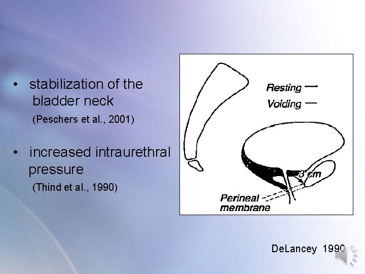 • stabilization of the bladder neck (Peschers et al. , 2001) • increased • stabilization of the bladder neck (Peschers et al. , 2001) • increased
