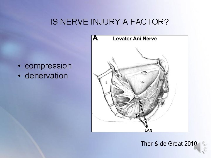 IS NERVE INJURY A FACTOR? • compression • denervation Thor & de Groat IS NERVE INJURY A FACTOR? • compression • denervation Thor & de Groat
