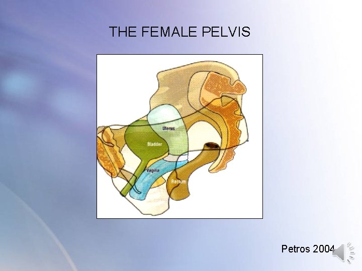 THE FEMALE PELVIS Petros 2004 THE FEMALE PELVIS Petros 2004